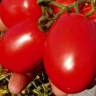 Томат Ред скай F1 за 10 сем.