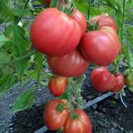 Томат Ромео за 0,1 г