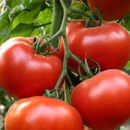 Томат Фермерский за 0,1 г