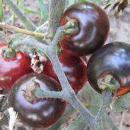 Томат Черри Бинг Бинг за 0,1 г