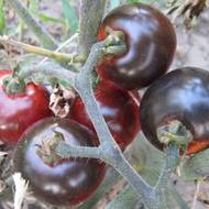 Томат Черри Бинг Бинг за 0,1 г