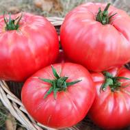 Томат Дикая роза за 0,1 г