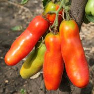 Томат Забава за 0,1 г