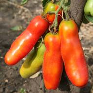 Томат Забава за 0,1 г