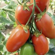 Томат Засолочный деликатес за 0,1 г