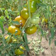 Томат Зимнее сердце за 0,1 г