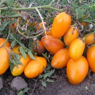 Томат Золотой поток за 0,1 г