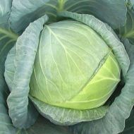Капуста білоголова Рінда F1 за 10 нас.