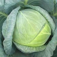Капуста білоголова Рінда F1 за 10 нас.