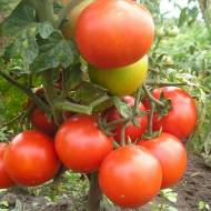 Томат Избранник за 0,1 г