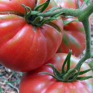 Томат Канары за 0,2 г