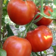 Томат Киев-град за 0,1 г