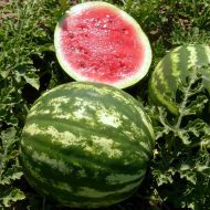 Кавун Таврійський