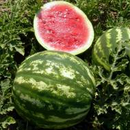 Кавун Таврійський