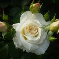 Троянда плетиста Шнівальцер в контейнері