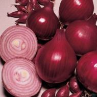 Лук севок Кармен