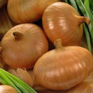 Цибуля саджанка Штутгартер Різен