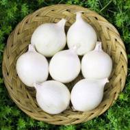 Лук севок Сноубол