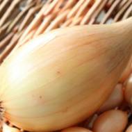 Цибуля саджанка Бірнформіг