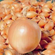 Лук севок Колорадо