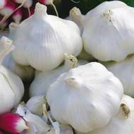 Часник Мессідор