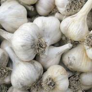 Часник Мерефіанський білий