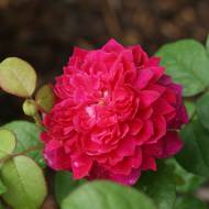 Роза английская Софи роуз