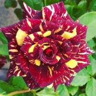 Роза чайно-гибридная Абракадабра