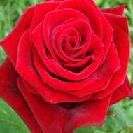 Роза чайно-гибридная Престиж