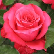 Роза чайно-гибридная Венроза (Высоцкого)