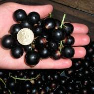 Саджанець Смородина Краса Львова в контейнері