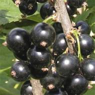 Саженец Смородина Красота Львова в контейнере