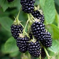 Саджанець Ожина Натчез в контейнері