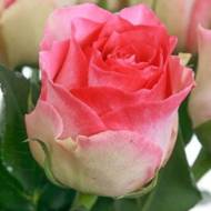 Роза чайно-гибридная Малибу