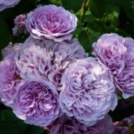 Роза флорибунда Лавандер Айс