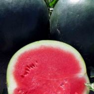 Кавун Мішутка F1 за 0,5 г