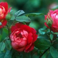 Троянда англійська Бенджамін Бріттен