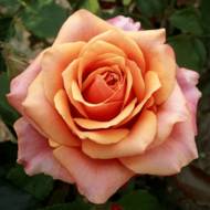 Троянда чайно-гібридна Карамба