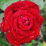 Троянда чайно-гібридна Ред Ностальжи