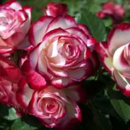 Троянда флорибунда Принц де Монако