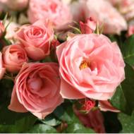 Троянда флорибунда Букет де Марі