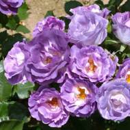 Троянда флорибунда Блю Фо Ю