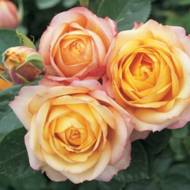 Троянда спрей Бебі Романтика