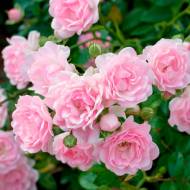 Троянда ґрунтопокривна Зе Фейрі