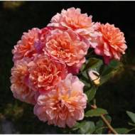 Роза плетистая Алоха