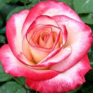 Роза чайно-гибридная Атракта