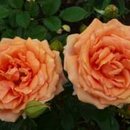 Роза чайно-гибридная Ашрам