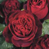 Роза чайно-гибридная Адмиірал