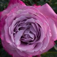 Роза чайно-гибридная Блю Ривер