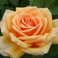 Роза чайно-гибридная Валенсия